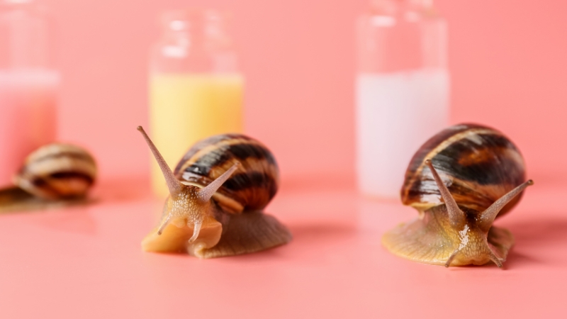 Two snails on a pink surface with skincare bottles blurred in the background
